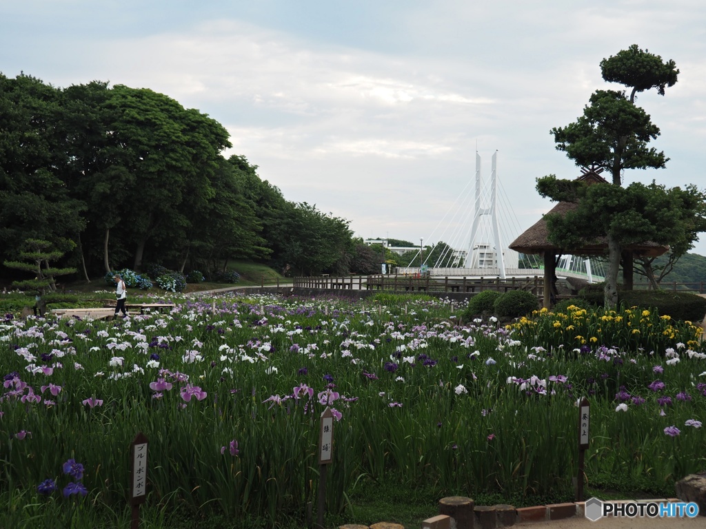 菖蒲園