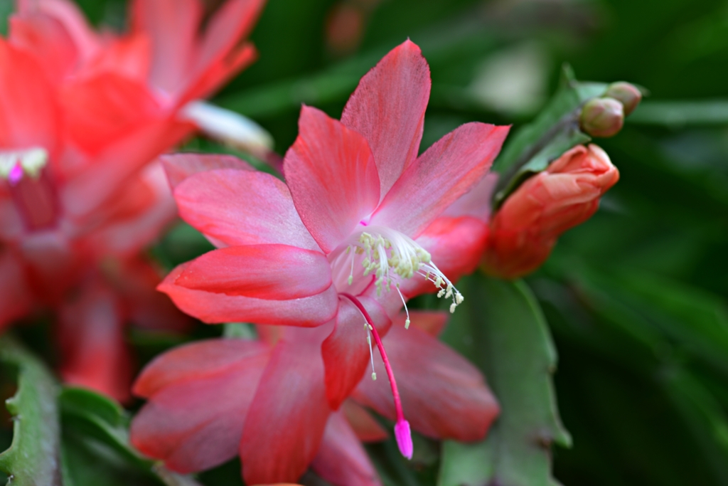サボテンの花