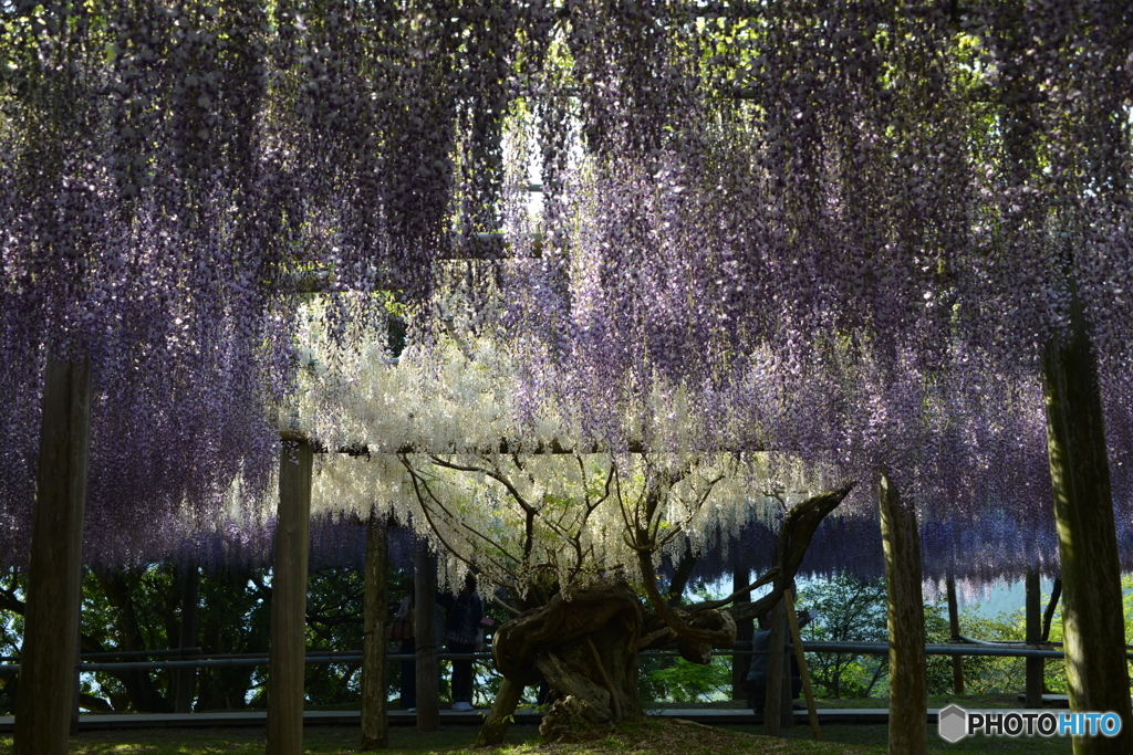 河内藤園