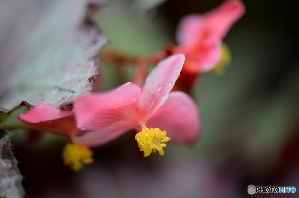 常盤公園に咲く花