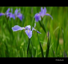 常盤公園の菖蒲苑