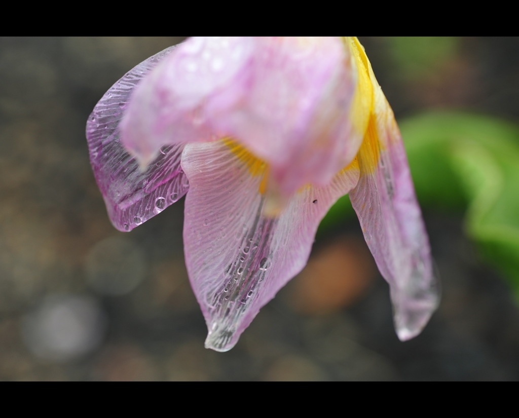 雨の常盤公園に咲く