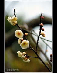 常盤公園に咲く梅