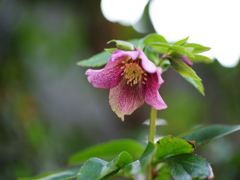 庭に咲くクリスマスローズ