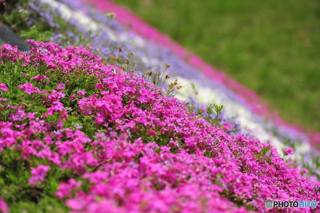 大道理の芝桜