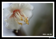 常盤公園の梅