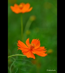 常盤公園に咲く花2