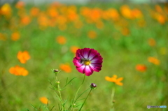 花の海のコスモス畑