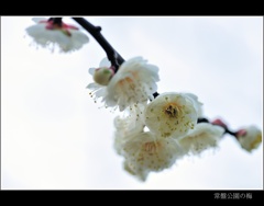 常盤公園に咲く梅