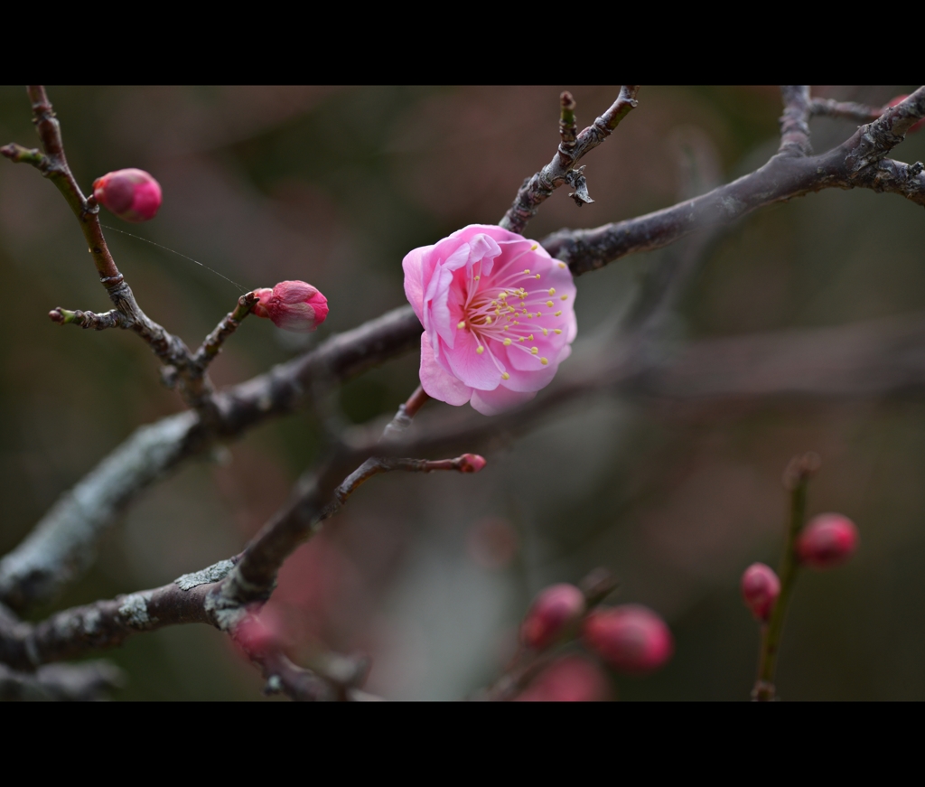 常盤公園に咲く梅