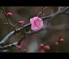 常盤公園に咲く梅