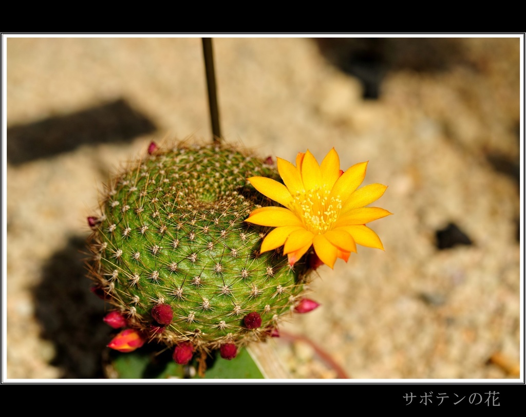 花飾り