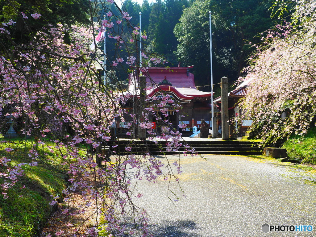 2017年徳佐八幡宮の枝垂桜