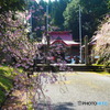 2017年徳佐八幡宮の枝垂桜