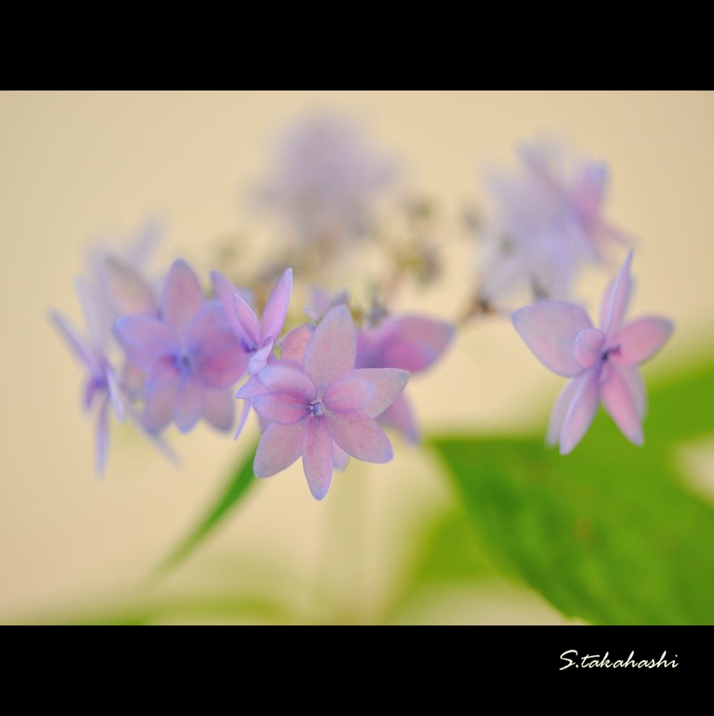 これでも紫陽花撮り直し2