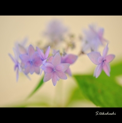 これでも紫陽花撮り直し2