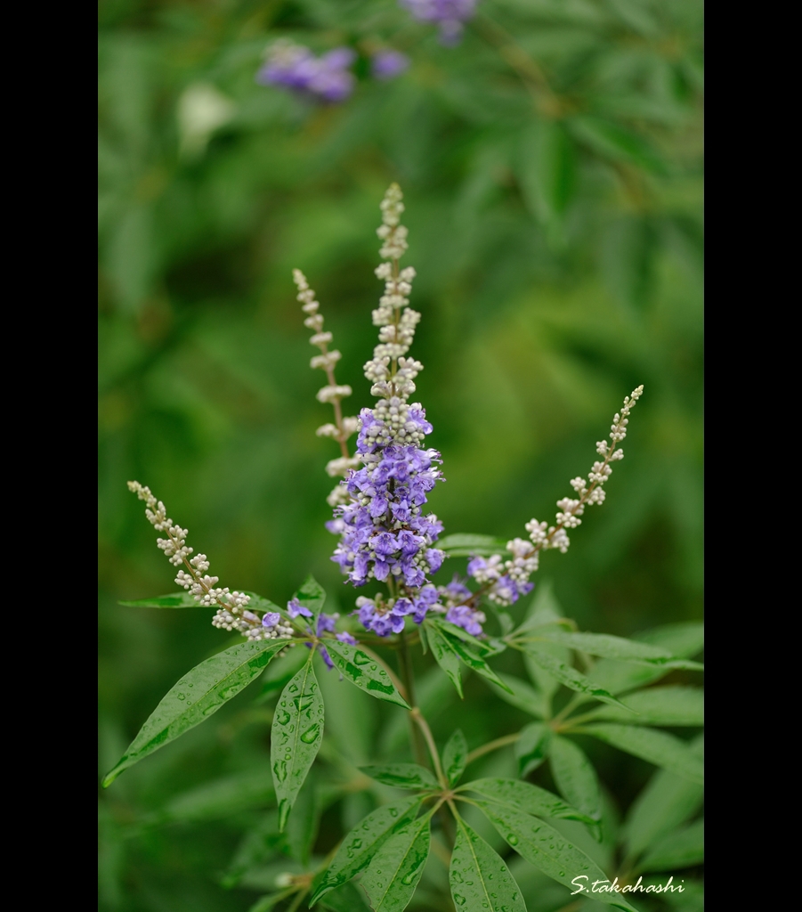ときわミュージアム外に咲いていた花