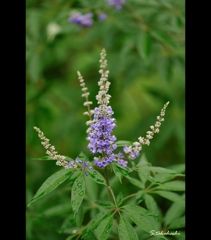 ときわミュージアム外に咲いていた花