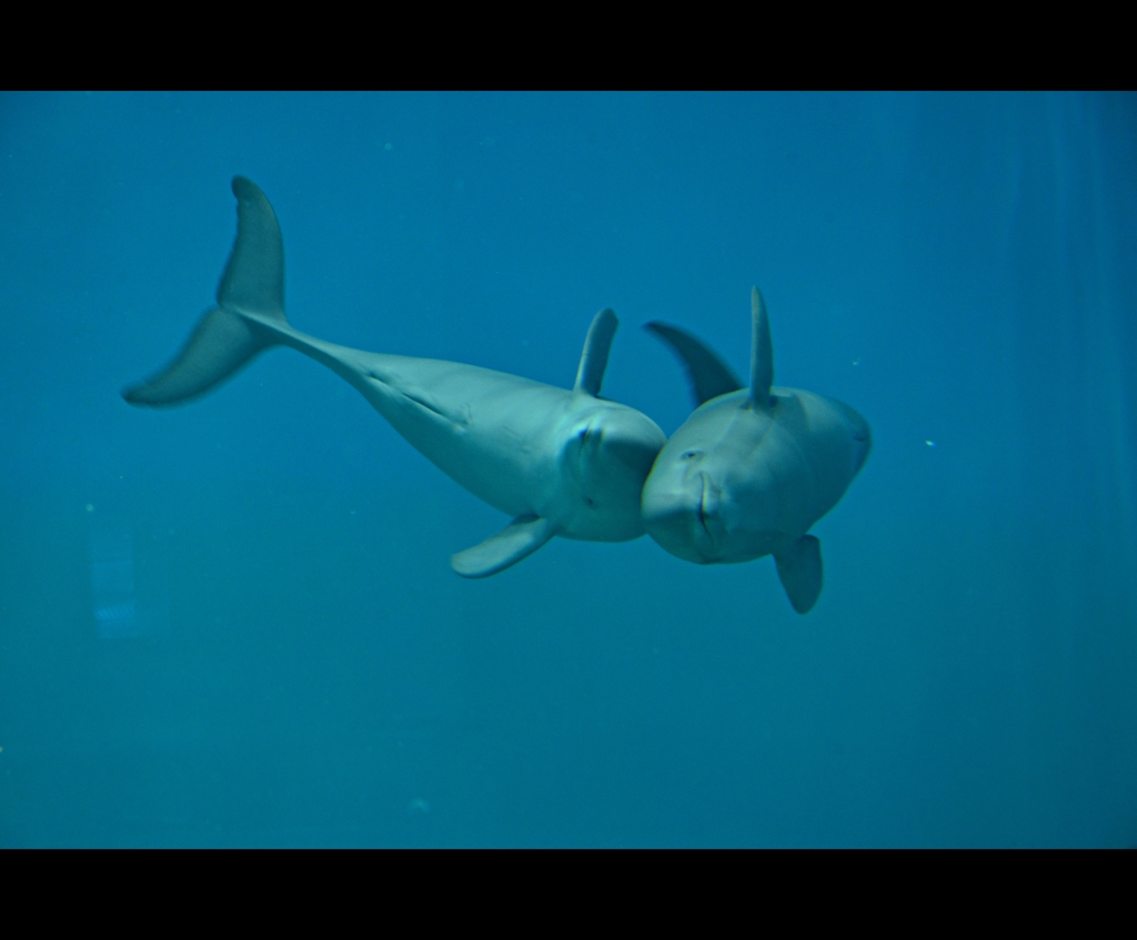 下関海響館 スナメリ