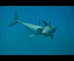 下関海響館 スナメリ