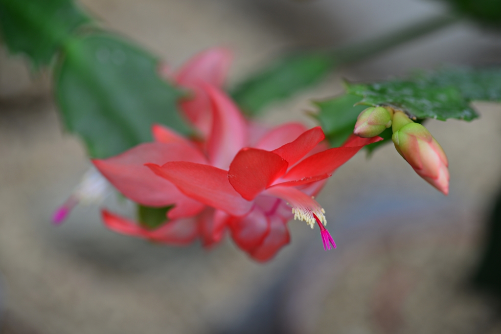 サボテンの花