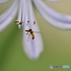 アガパンサスに止まった虫を