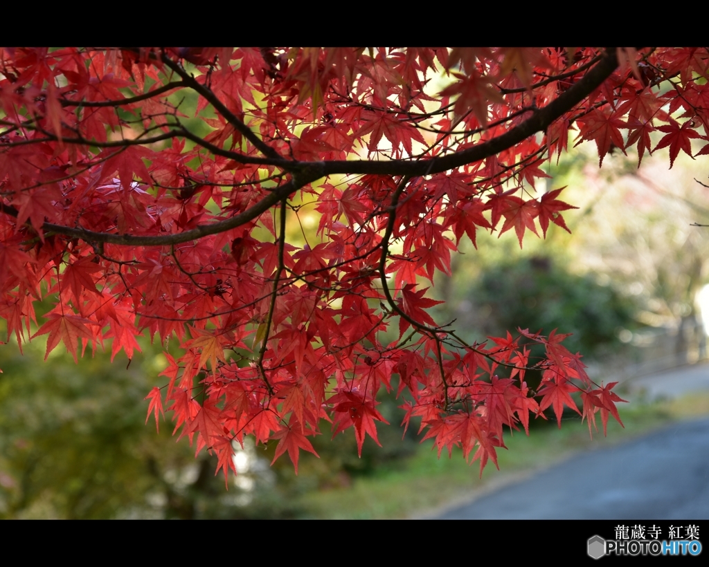 山口 龍蔵寺紅葉