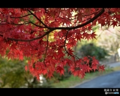山口 龍蔵寺紅葉