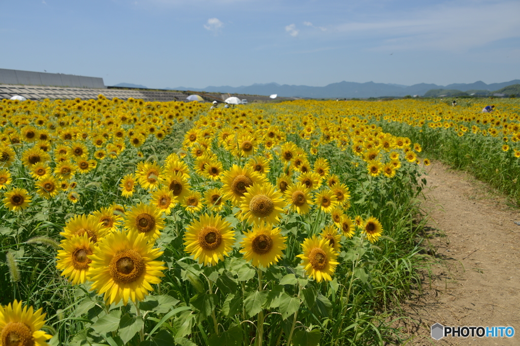 花の海 ひまわり畑