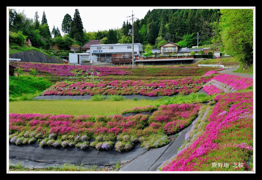 少し遅かった芝桜