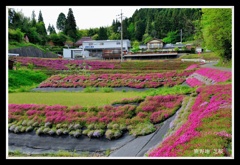 少し遅かった芝桜