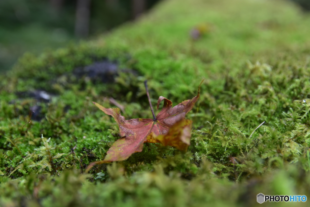 苔と落ち葉1