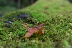 苔と落ち葉1