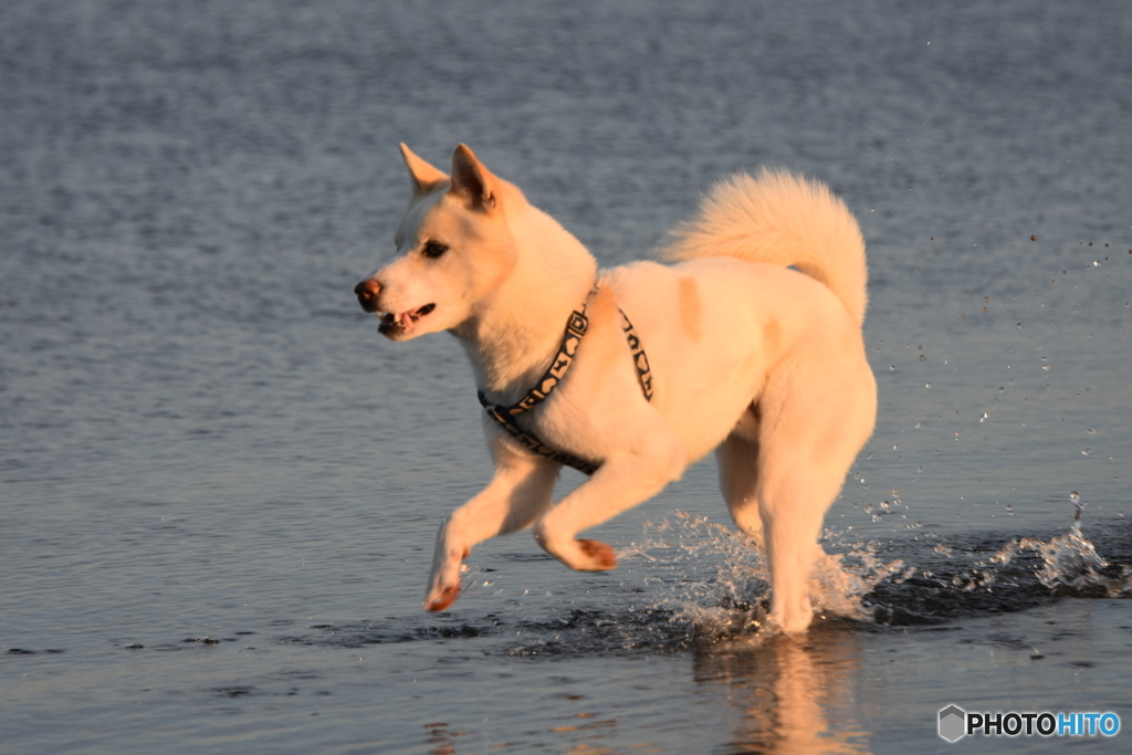 愛犬と夕方の散歩