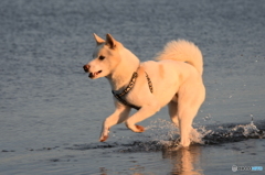 愛犬と夕方の散歩