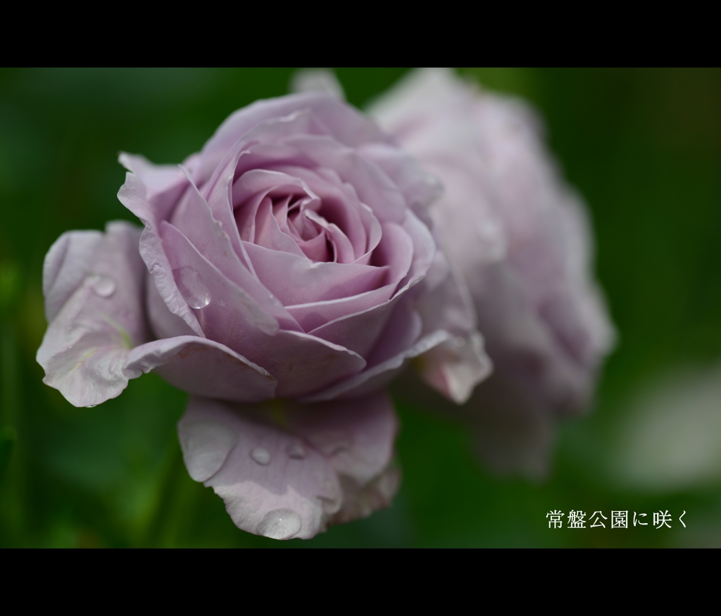 常盤公園に咲く
