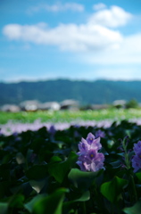 青空とホテイアオイ