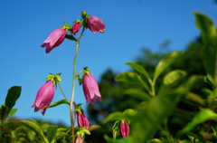花のなまえ