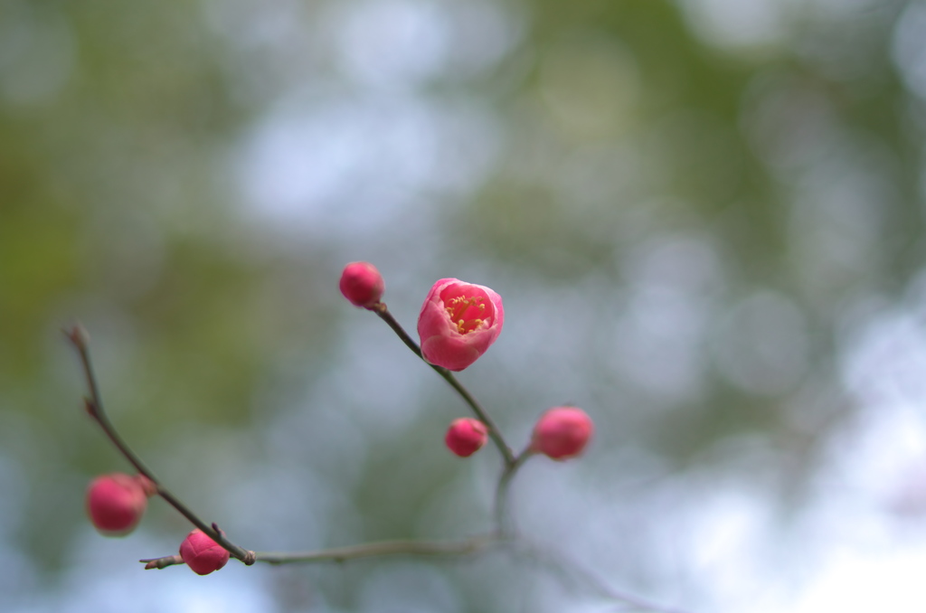 あしたは花ひらく