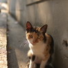 夕暮れねこ