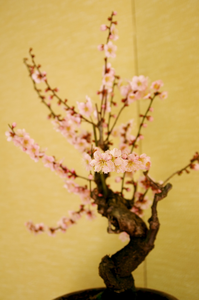 盆梅展