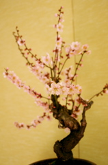 盆梅展