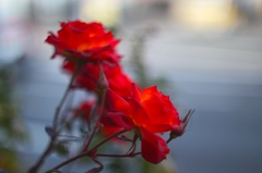 バラの花