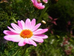 秋桜