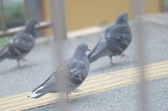 通勤中