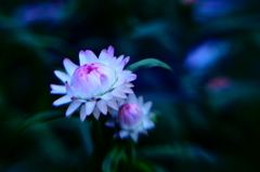 月天火