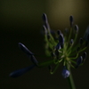 静かな花火