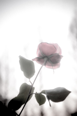昔の花よ