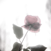 昔の花よ