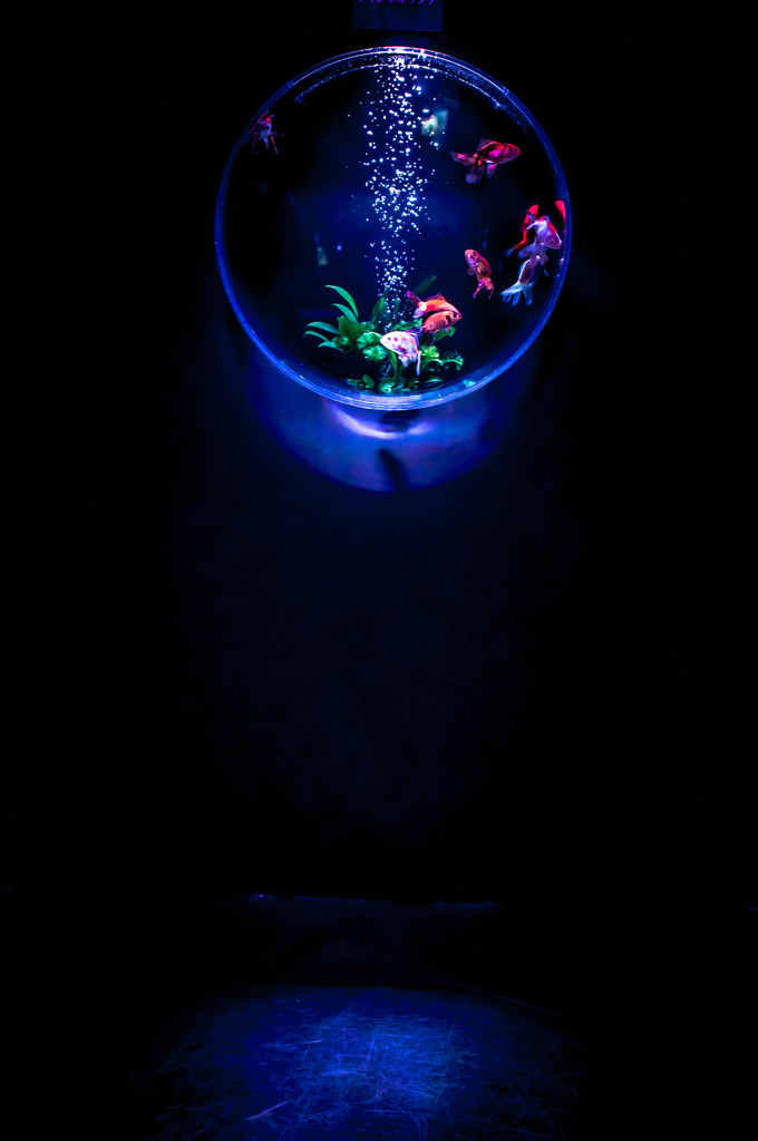 浮遊水泡